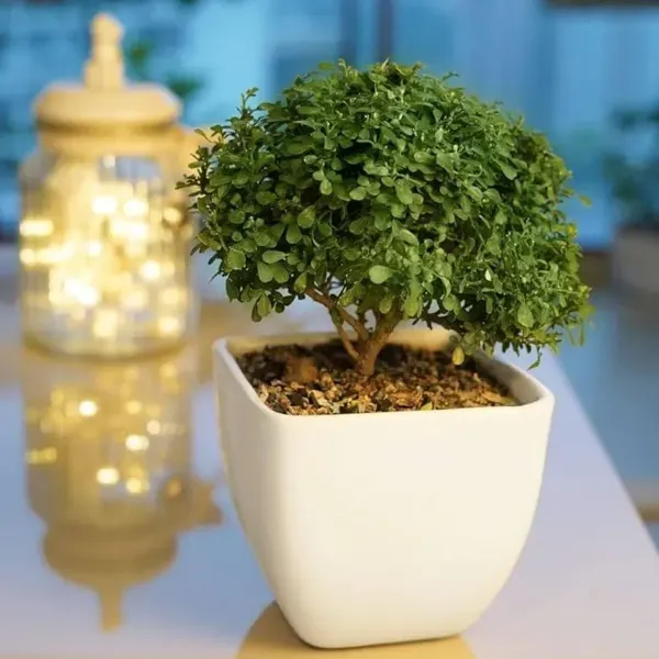 Table_Top_Kamini_Live_Plant_For_Home_Garden