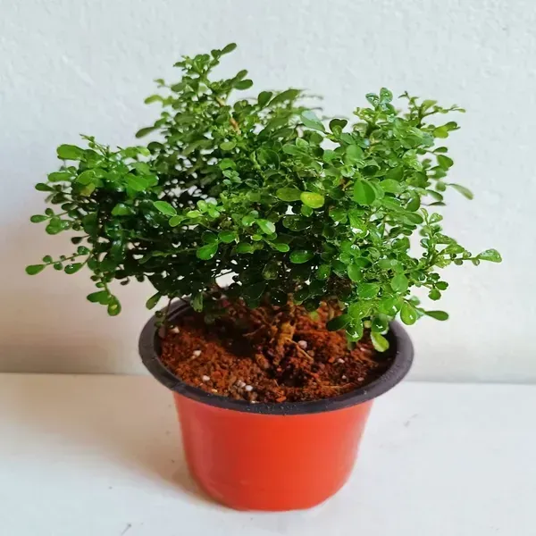 Table_Top_Kamini_Live_Plant_For_Home_Garden