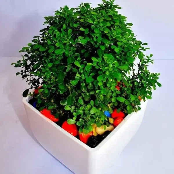 Table_Top_Kamini_Live_Plant_For_Home_Garden