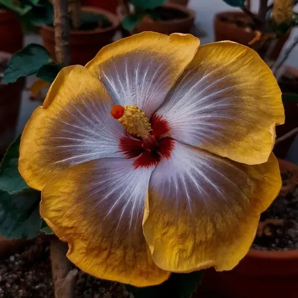 Australian_Variety_Grafted_Hibiscus_Flower_Plant