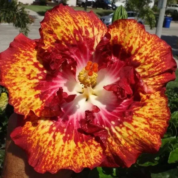 Australian_Variety_Grafted_Hibiscus_Flower_Plant