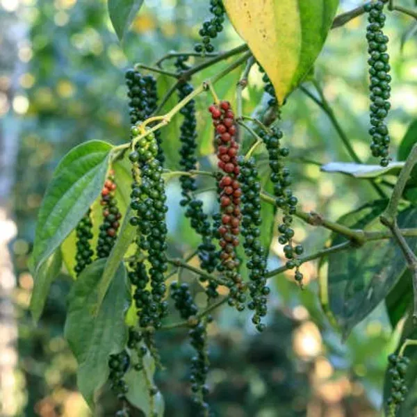 Black_Pepper_Plants_Kali_Mirch