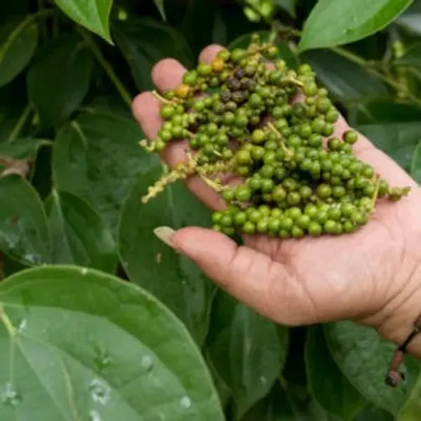 Black_Pepper_Plants_Kali_Mirch