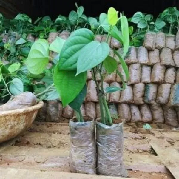 Black_Pepper_Plants_Kali_Mirch