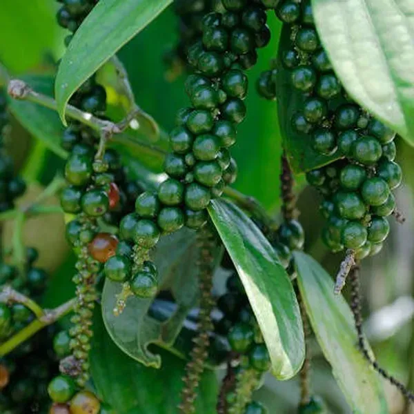 Black_Pepper_Plants_Kali_Mirch