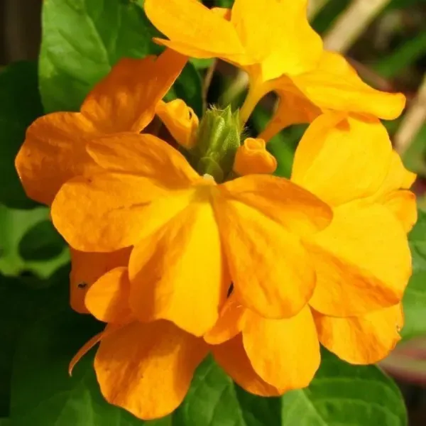 Crossandra_Flower_Plant_Yellow