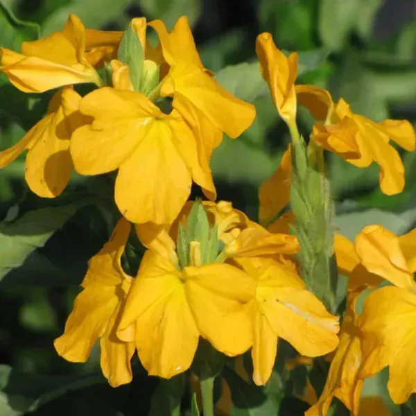 Crossandra_Flower_Plant_Yellow
