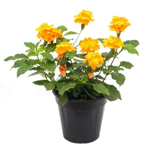 Crossandra_Flower_Plant_Yellow