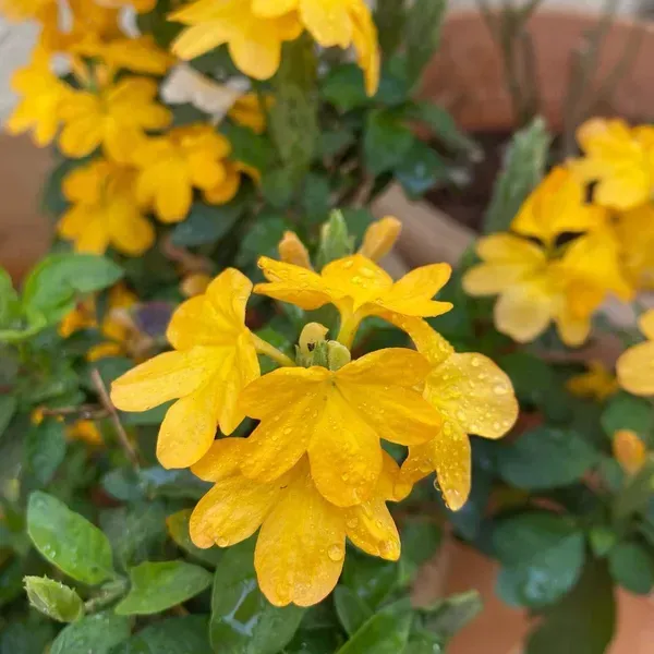Crossandra_Flower_Plant_Yellow