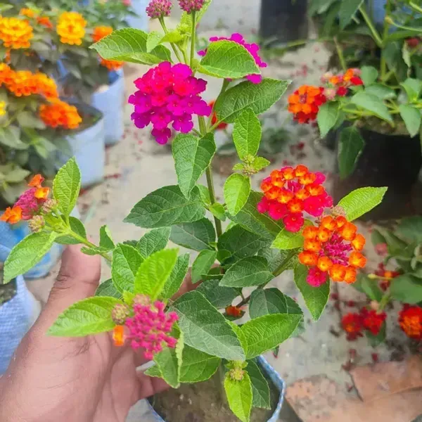 Lantana_Colour_Changing_Flower_Plant