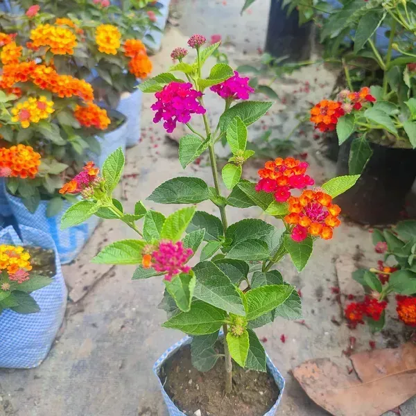 Lantana_Colour_Changing_Flower_Plant