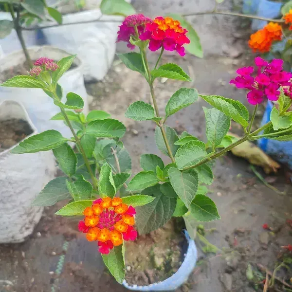 Lantana_Colour_Changing_Flower_Plant