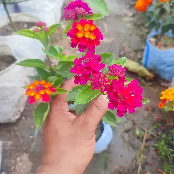 Lantana_Colour_Changing_Flower_Plant