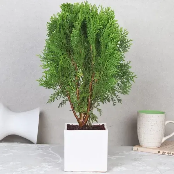 Oriental_Arbor_Vitae_Plant_For_Home_Garden
