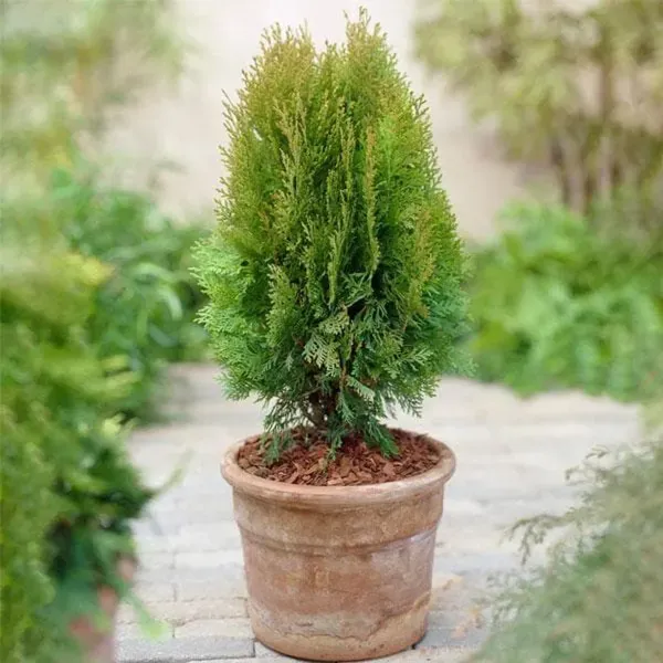 Oriental_Arbor_Vitae_Plant_For_Home_Garden