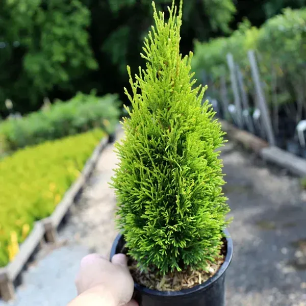 Oriental_Arbor_Vitae_Plant_For_Home_Garden