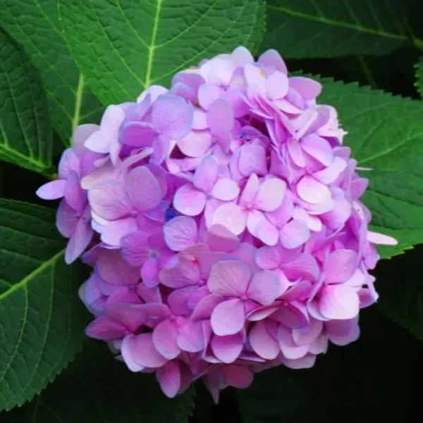 Hybrid_Hydrangea_Flower_Plants_Pink