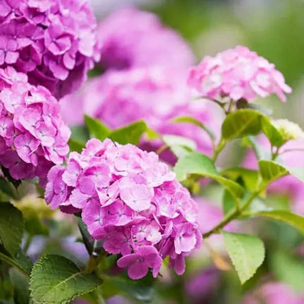 Hybrid_Hydrangea_Flower_Plants_Pink