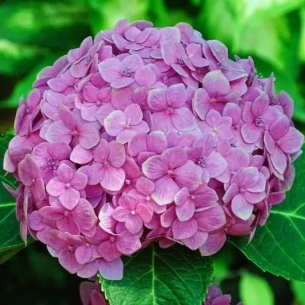Hybrid_Hydrangea_Flower_Plants_Pink