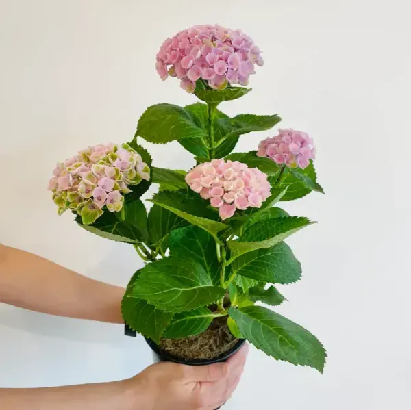 Hybrid_Hydrangea_Flower_Plants_Pink