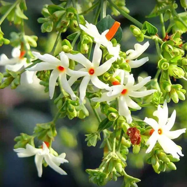 All_Time_Parijat_Night_Blooming_Jasmine_Flower_Plant