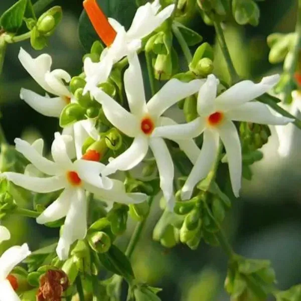 All_Time_Parijat_Night_Blooming_Jasmine_Flower_Plant