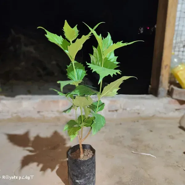 All_Time_Parijat_Night_Blooming_Jasmine_Flower_Plant