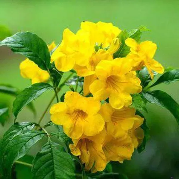 Tecoma_Flower_Plant_Yellow_For_Home_Garden