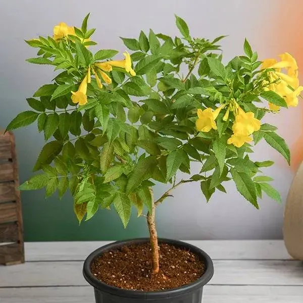 Tecoma_Flower_Plant_Yellow_For_Home_Garden