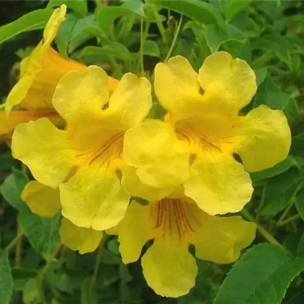 Tecoma_Flower_Plant_Yellow_For_Home_Garden