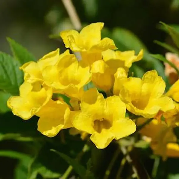 Tecoma_Flower_Plant_Yellow_For_Home_Garden