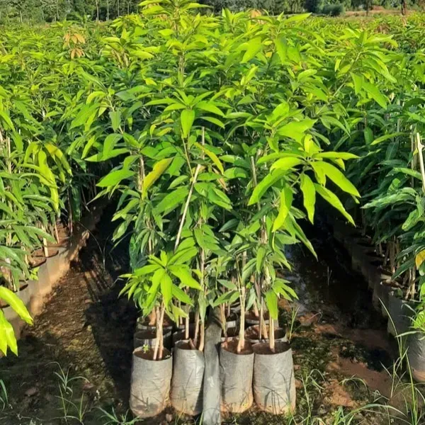 Keshar_Mango_Grafted_Fruit_Plant