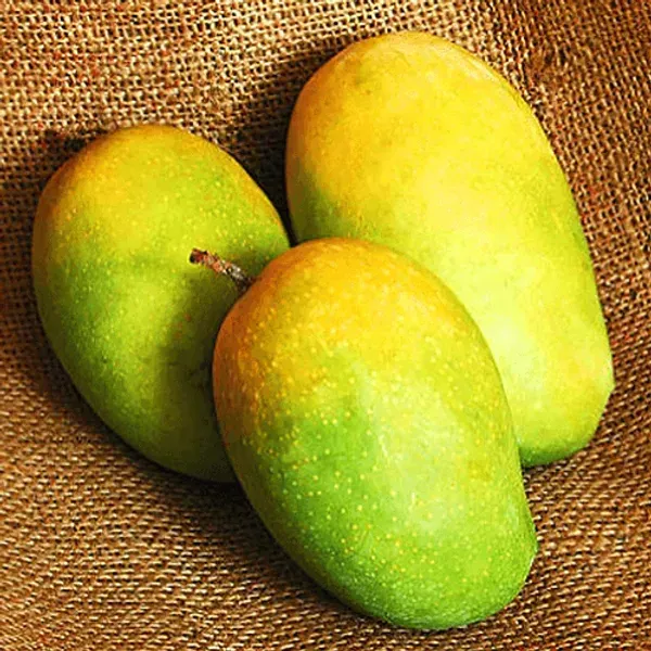 Keshar_Mango_Grafted_Fruit_Plant