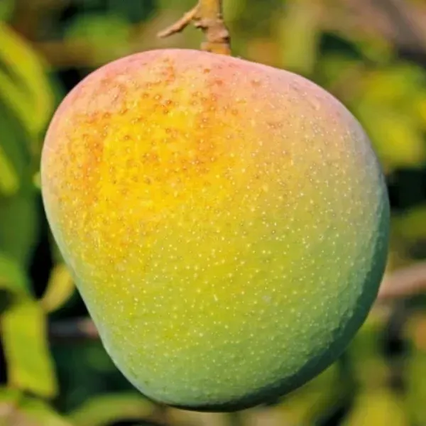 Keshar_Mango_Grafted_Fruit_Plant
