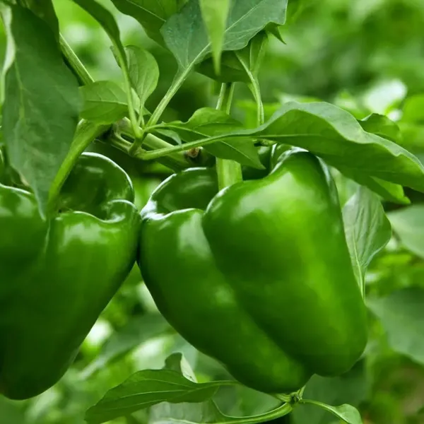 Shimla_Mirch_Capsicum_Fruit_Plant_Green