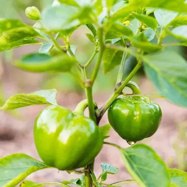 Shimla_Mirch_Capsicum_Fruit_Plant_Green