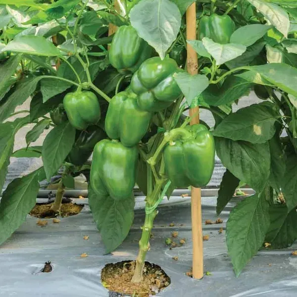 Shimla_Mirch_Capsicum_Fruit_Plant_Green