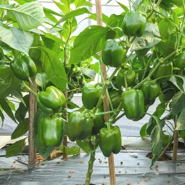 Shimla_Mirch_Capsicum_Fruit_Plant_Green