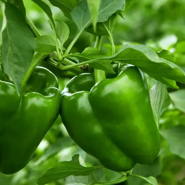 Shimla_Mirch_Capsicum_Fruit_Plant_Green