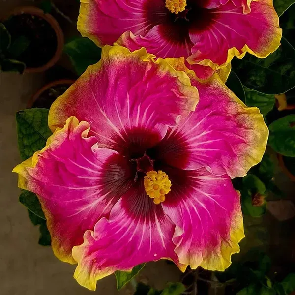 American_Variety_Hibiscus_Flower_Plant