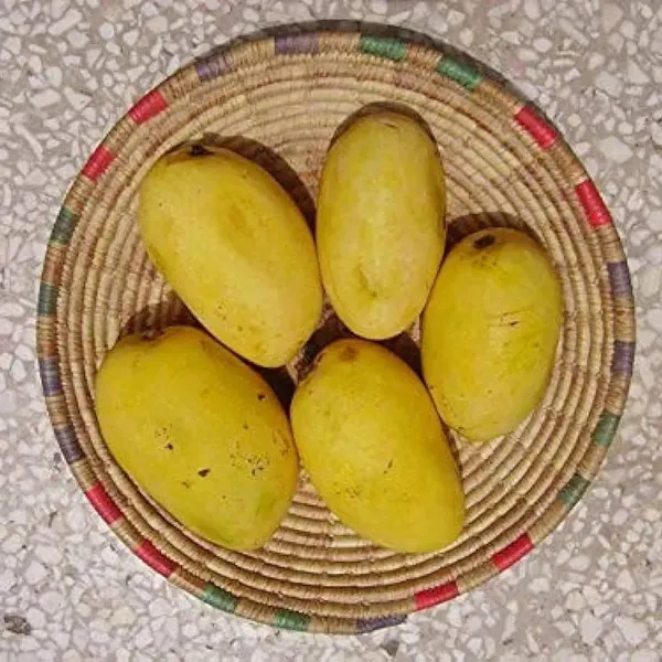 Chaunsa_Mango_Grafted_Fruit_Plant