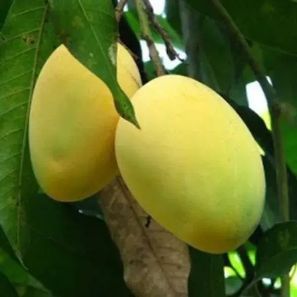 Chaunsa_Mango_Grafted_Fruit_Plant