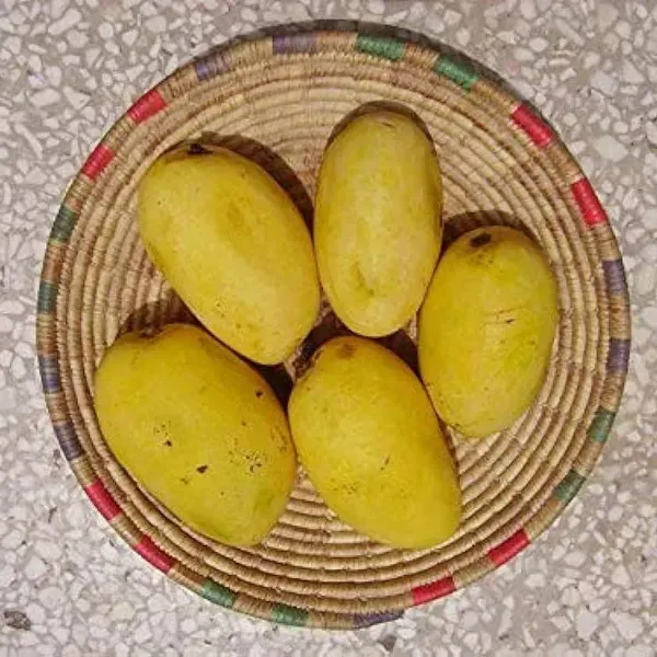 Chaunsa_Mango_Grafted_Fruit_Plant