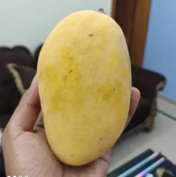 Chaunsa_Mango_Grafted_Fruit_Plant