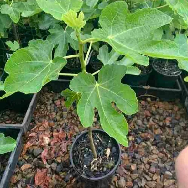 Five_Finger_Fig_Fruit_Plant_For_Home_Garden