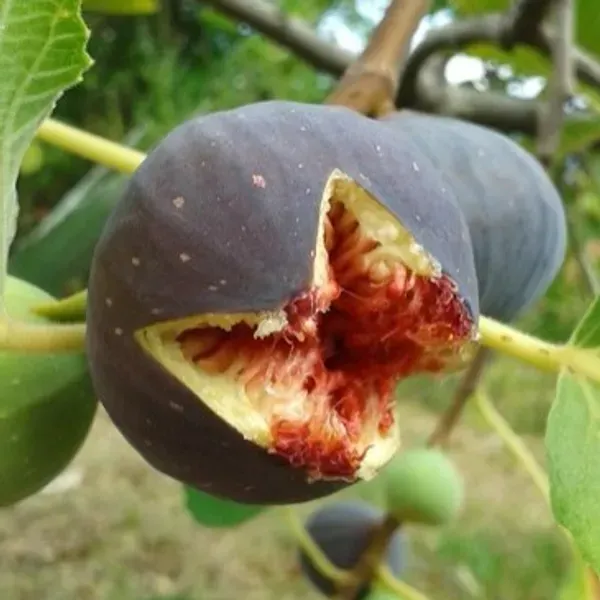 Five_Finger_Fig_Fruit_Plant_For_Home_Garden