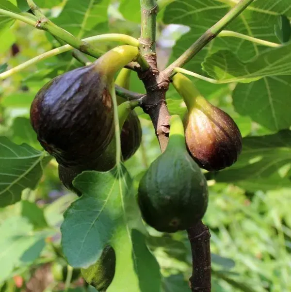 Five_Finger_Fig_Fruit_Plant_For_Home_Garden