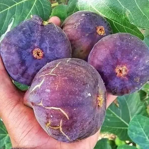 Five_Finger_Fig_Fruit_Plant_For_Home_Garden