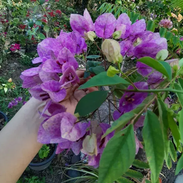 Purple_September_Bougainvillea_Flower_Plant