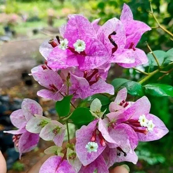 Purple_September_Bougainvillea_Flower_Plant